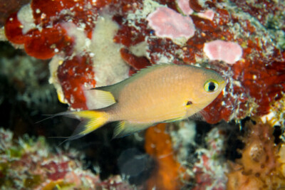 Pycnochromis atripes Pomacentridae