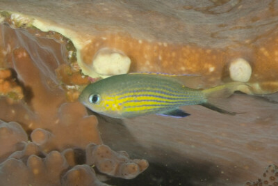 chromis à queue noire Pomacentridae