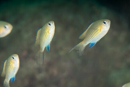 Pycnochromis vanderbilti