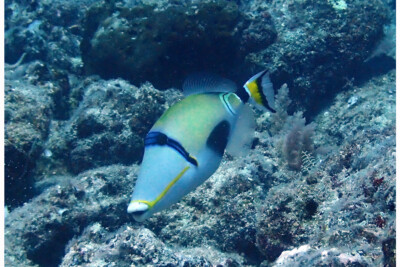 Rhinecanthus lunula Balistidae