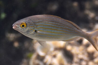 saupe Sparidae