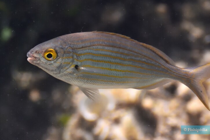 Sarpa salpa