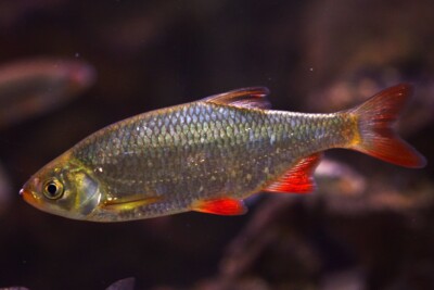 rotengle Leuciscidae