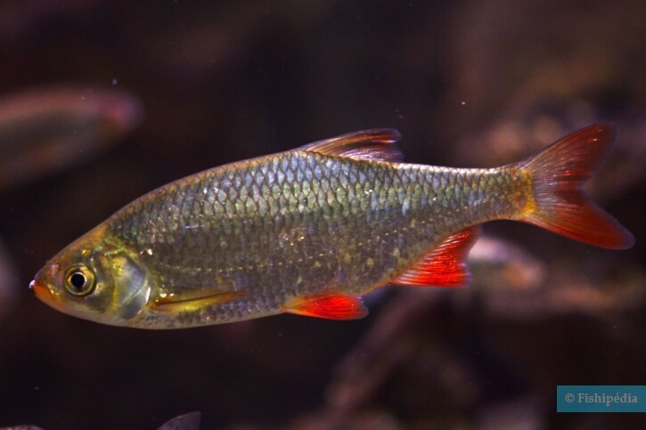 Scardinius erythrophthalmus