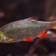 picture of Scardinius erythrophthalmus