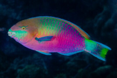 poisson-perroquet de Quoy Scaridae