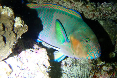 Scarus rivulatus Scaridae