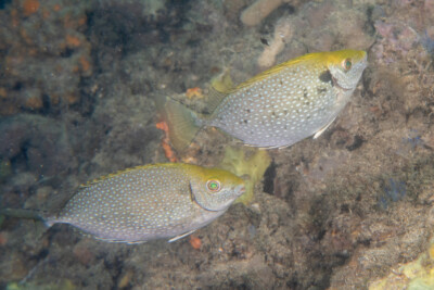 Siganus fuscescens Siganidae