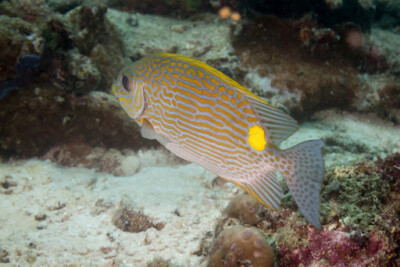 Siganus lineatus Siganidae