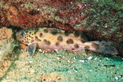 Poisson chat du Malawi Mochokidae
