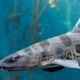 picture of Triakis semifasciata