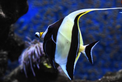 idole Maure Zanclidae