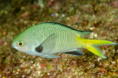 Chromis kennensis Pomacentridae