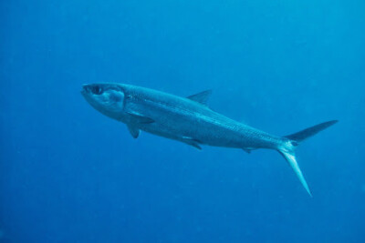 Chanos chanos chanidae