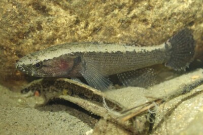 Eleotris fusca Eleotridae