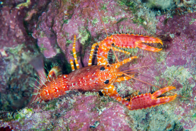 Homard occidental Enoplometopidae