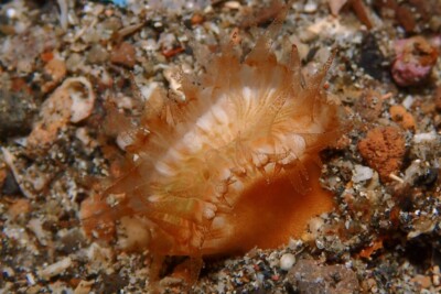 Heteropsammia cochlea Dendrophylliidae