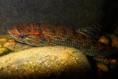 traíra Erythrinidae