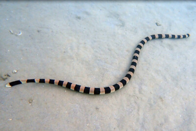 tricot rayé Elapidae