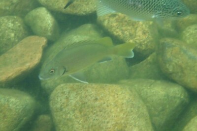 grogneur argenté Terapontidae