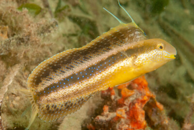 Petroscirtes lupus Blenniidae