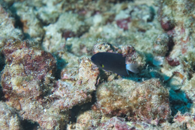 chromis à queue blanche Pomacentridae