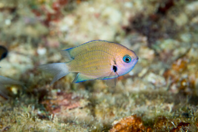 chromis bronze Pomacentridae