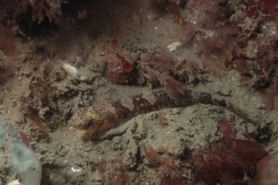 Pomatoschistus flavescens Gobiidae