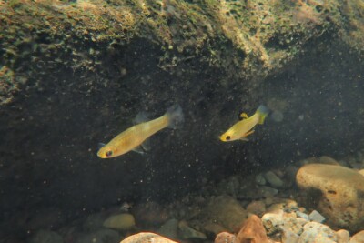 Xenophallus umbratilis Poeciliidae