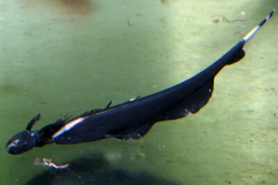 pez cuchillo fantasma Apteronotidae