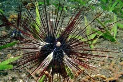 Diadema setosum Diadematidae