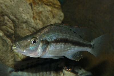 compressiceps Cichlidae