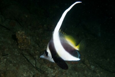 poisson cocher commun Chaetodontidae