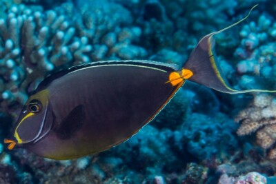 nason à éperon orange du pacifique Acanthuridae