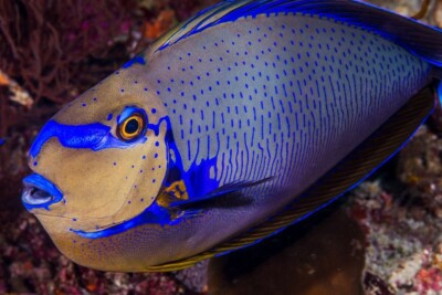 Nason zébré Acanthuridae