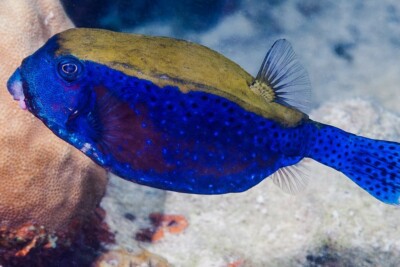 Ostracion cyanurus Ostraciidae