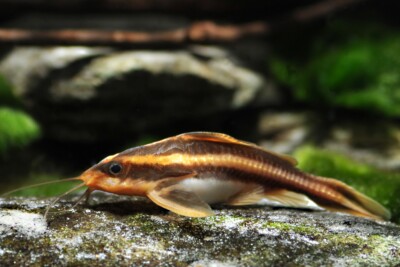 silure rayé Doradidae