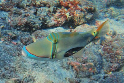 Rhinecanthus verrucosus Balistidae