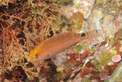 crénilabre méditerranéen Labridae