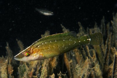 tordo picudo Labridae