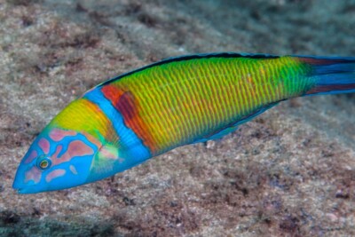 girelle paon Labridae