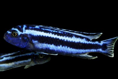 Maingano Cichlidae