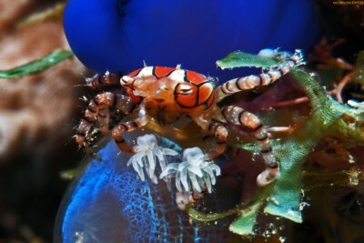 Lybia tessellata Xanthidae