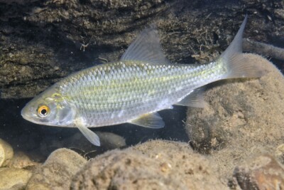 rutilo Leuciscidae