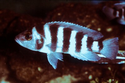 Neolamprologus sexfasciatus Cichlidae