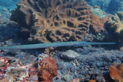 poisson-flûte à taches bleues Fistulariidae