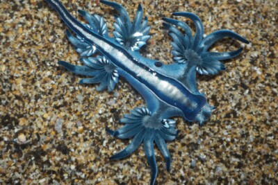 dragon bleu des mers Glaucidae