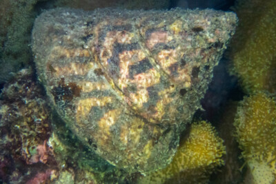 Rochia nilotica tegulidae