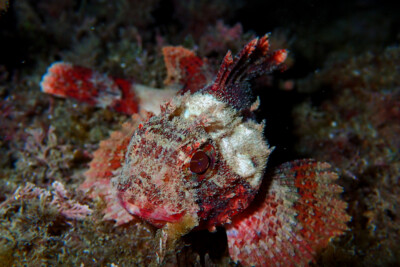 escórpora Scorpaenidae