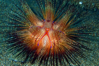 oursin rouge Diadematidae